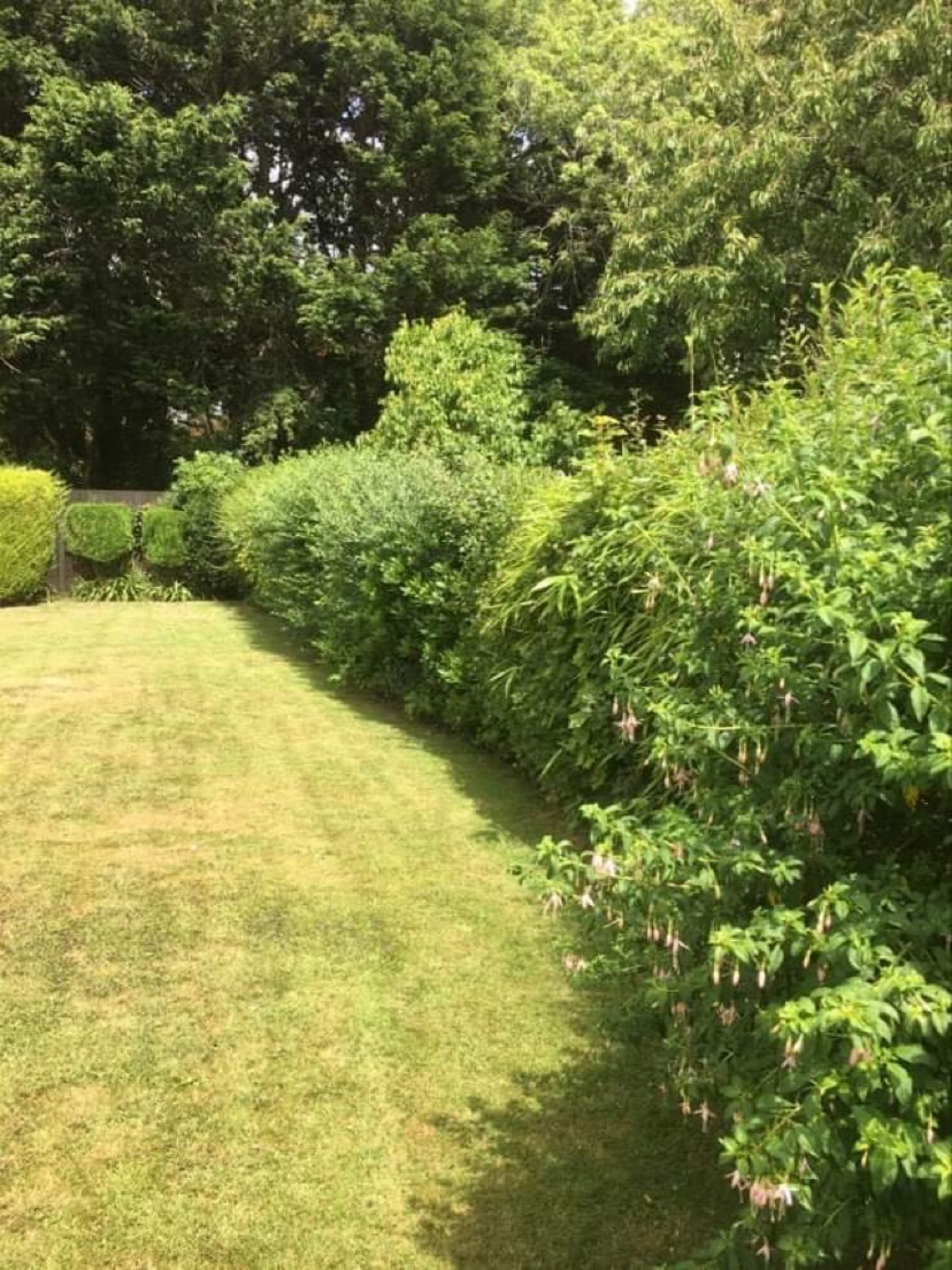Hedges before trimming  - Before & After Photos -  LONG'S LAWNS